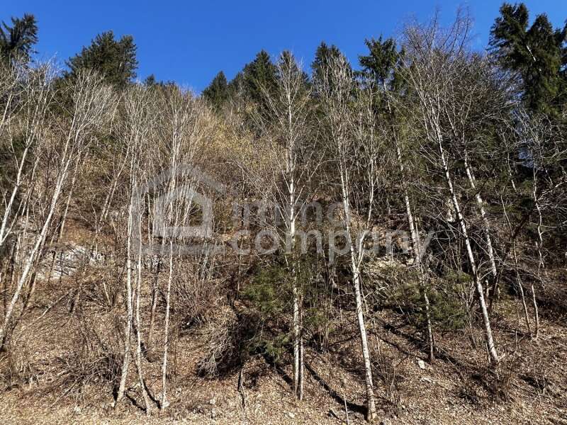 Forstwirtschaft in 9375 Hüttenberg - 3