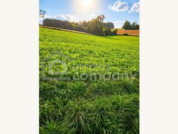 Ackerbau in Sattledt /  Wels Land