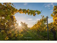 Industrieanlage in Gols