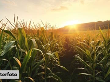Landwirtschaftsgrund in Illmitz