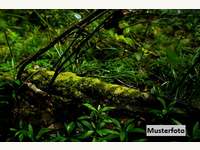 Landwirtschaftsgrund in Alpbach