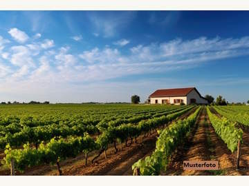 Halle in Gols /  Neusiedl am See