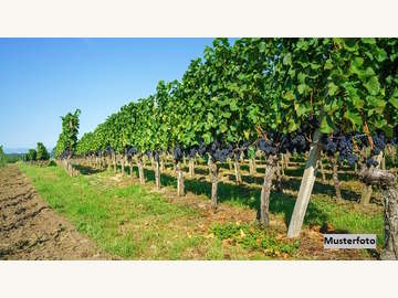 Halle in Gols /  Neusiedl am See