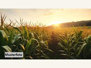 Landwirtschaftsgrund in Auerbach /  Hartberg-Fürstenfeld