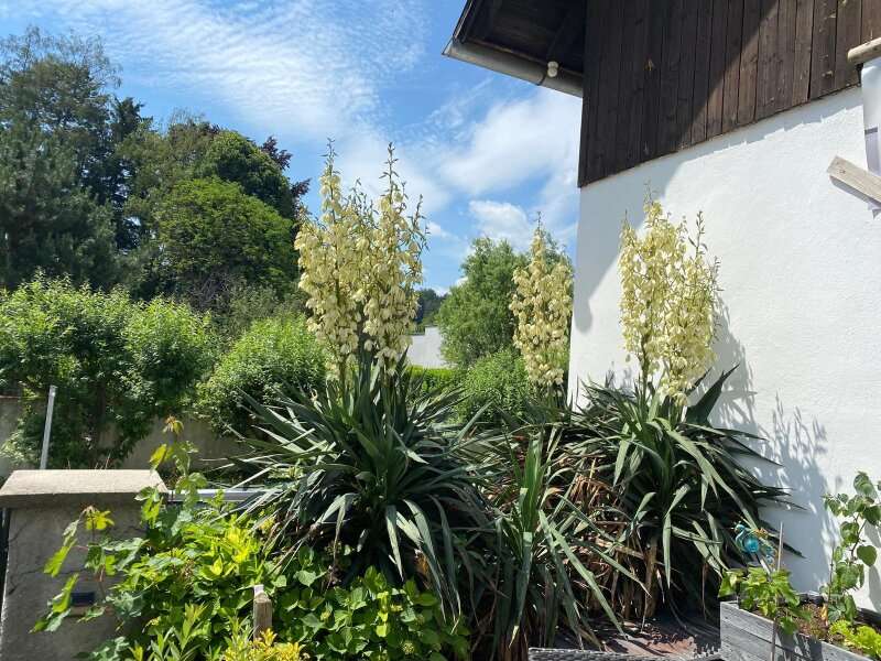 Mehrfamilienhaus in 2831 Gleißenfeld - 32